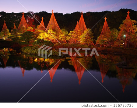 Autumn in Nagoya, Shiratori Garden, sunset-tinted sky and Yukitsuri trees Autumn in Nagoya, Shiratori Garden, sunset-tinted sky and Yukitsuri trees 136753723