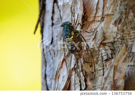 Hyalessa maculaticus 讓人想起夏天的陽光和炎熱 136753756