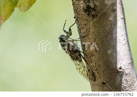 Hyalessa maculaticus reminiscent of summer sunlight and heat 136753762