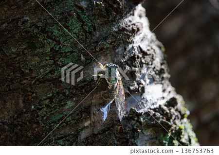 Hyalessa maculaticus 讓人想起夏天的陽光和炎熱 Hyalessa maculaticus 讓人想起夏天的陽光和炎熱 136753763