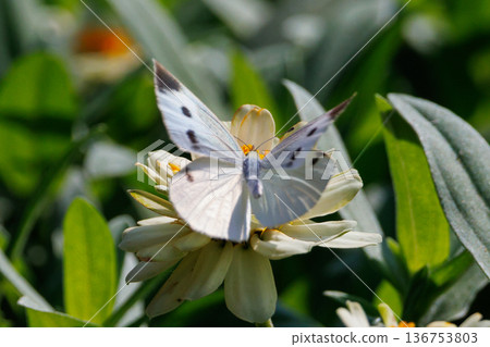 A white fairy fluttering and fluttering, a cabbage white butterfly 136753803