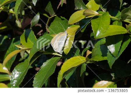 A white fairy fluttering and fluttering, a cabbage white butterfly 136753805