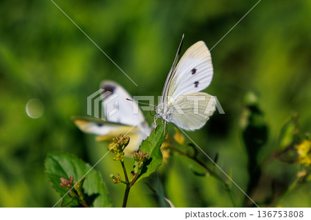 A white fairy fluttering and fluttering, a cabbage white butterfly 136753808