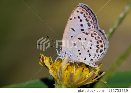 小而美麗,但繁殖力極強的蝴蝶 Yamato Corbicula 小而美麗,但繁殖力極強的蝴蝶 Yamato Corbicula 136753889