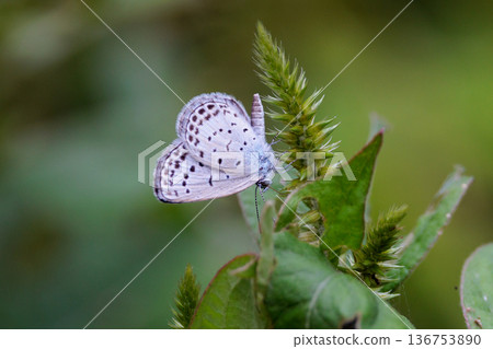 小而美麗,但繁殖力極強的蝴蝶 Yamato Corbicula 小而美麗,但繁殖力極強的蝴蝶 Yamato Corbicula 136753890