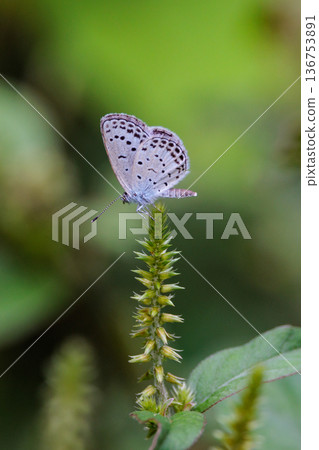 Small and beautiful, but highly reproductive butterfly Yamato Corbicula Small and beautiful, but highly reproductive butterfly Yamato Corbicula 136753891