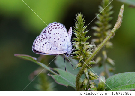小而美麗,但繁殖力極強的蝴蝶 Yamato Corbicula 小而美麗,但繁殖力極強的蝴蝶 Yamato Corbicula 136753892