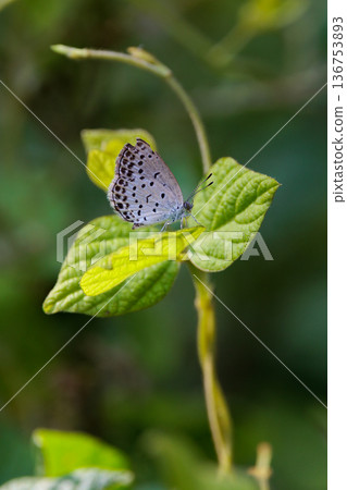 小而美麗，但繁殖力極強的蝴蝶 Yamato Corbicula 136753893