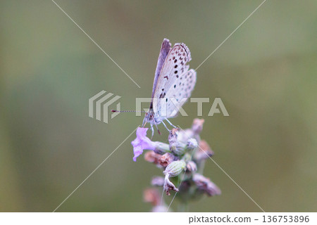 小而美麗,但繁殖力極強的蝴蝶 Yamato Corbicula 小而美麗,但繁殖力極強的蝴蝶 Yamato Corbicula 136753896