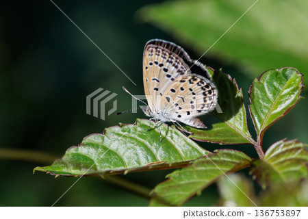 小而美麗,但繁殖力極強的蝴蝶 Yamato Corbicula 小而美麗,但繁殖力極強的蝴蝶 Yamato Corbicula 136753897