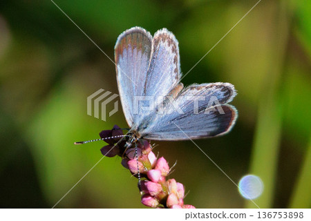 小而美麗,但繁殖力極強的蝴蝶 Yamato Corbicula 小而美麗,但繁殖力極強的蝴蝶 Yamato Corbicula 136753898