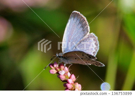 小而美麗，但繁殖力極強的蝴蝶 Yamato Corbicula 136753899