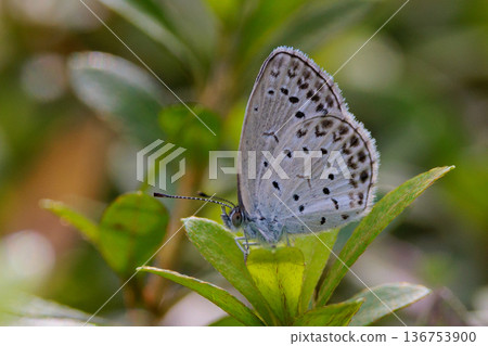 小而美麗，但繁殖力極強的蝴蝶 Yamato Corbicula 136753900