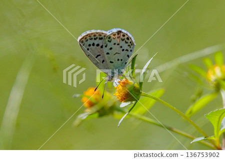 小而美麗,但繁殖力極強的蝴蝶 Yamato Corbicula 小而美麗,但繁殖力極強的蝴蝶 Yamato Corbicula 136753902