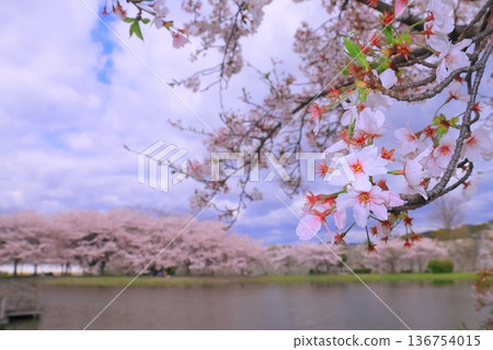 赤穗城遺址防洪池中盛開的櫻花(兵庫縣赤穗市) 赤穗城遺址防洪池中盛開的櫻花(兵庫縣赤穗市) 136754015