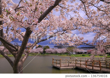 赤穗城遺址防洪池中盛開的櫻花(兵庫縣赤穗市) 赤穗城遺址防洪池中盛開的櫻花(兵庫縣赤穗市) 136754016