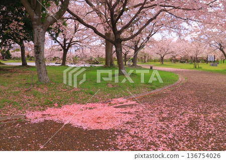 赤穗城遺址花園裡的櫻花飄落(兵庫縣赤穗市) 赤穗城遺址花園裡的櫻花飄落(兵庫縣赤穗市) 136754026