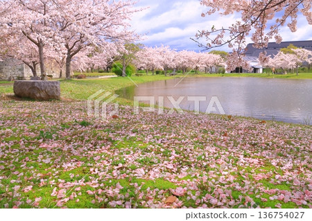 櫻花散落在赤穗城遺址的防洪池(兵庫縣赤穗市) 櫻花散落在赤穗城遺址的防洪池(兵庫縣赤穗市) 136754027