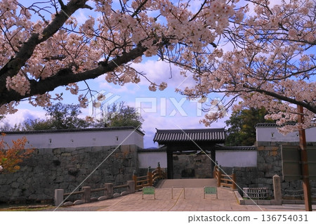 大石神社正門前的櫻花盛開(兵庫縣赤穗市) 大石神社正門前的櫻花盛開(兵庫縣赤穗市) 136754031