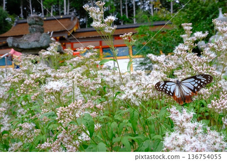 Fujibakama and Chestnut Butterfly at Oharano Shrine 136754055