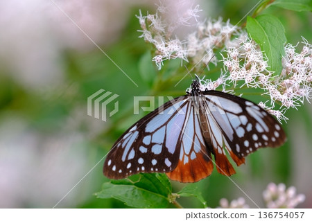 大原野神社的藤蟠和栗蝶 136754057