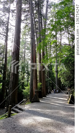 三峰神社入口處聳立著參天大樹。 三峰神社入口處聳立著參天大樹。 136754247