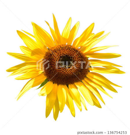 Sunflower flower Sunflower flower 136754253