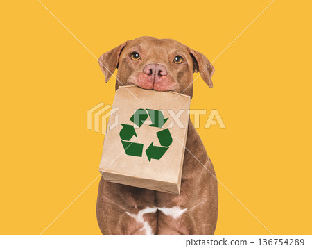 Charming brown American Pit bull holds kraft paper bag 136754289