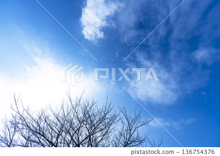 Winter sky, clouds and trees Winter sky, clouds and trees 136754376