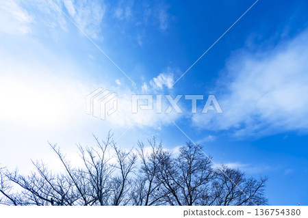 Winter sky, clouds and trees Winter sky, clouds and trees 136754380