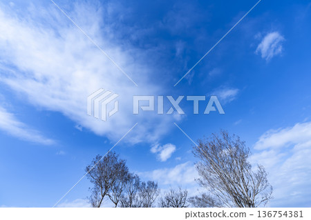 Winter sky, clouds and trees Winter sky, clouds and trees 136754381