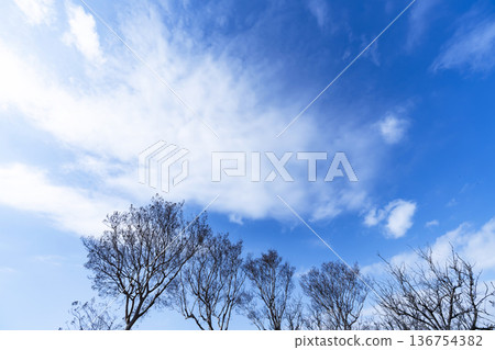 Winter sky, clouds and trees Winter sky, clouds and trees 136754382