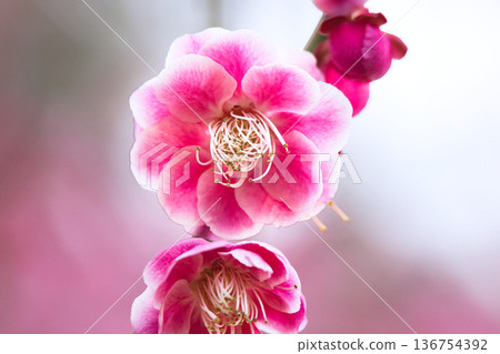 一朵美麗的紅梅花的特寫 一朵美麗的紅梅花的特寫 136754392