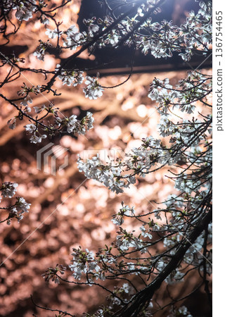 點燃的櫻花 136754465