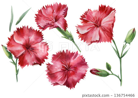 Red carnation flower watercolor elements with buds and leaves simple botanical clipart isolated on white for spring crafts 136754466
