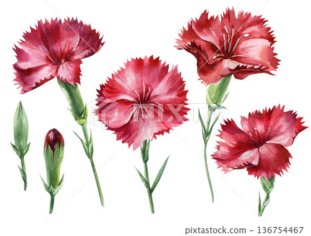 Red carnation blooms watercolor collection with single blossoms buds and slim stems isolated on white for invitations 136754467