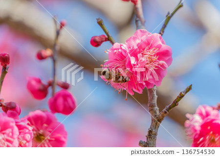 一隻蜜蜂正在從鮮紅的梅花中採集花蜜 136754530