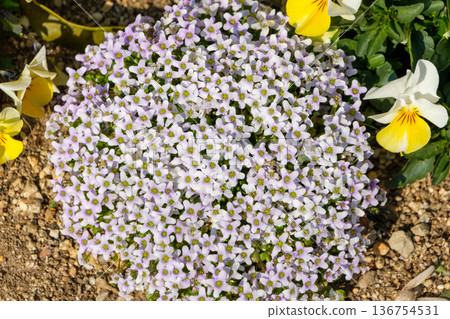 花園裡盛開著白色的香雪球和三色堇。 136754531