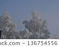 在霧氣瀰漫的天空下，白雪皚皚的樹木構成了一幅絕美的冬日景象。 136754556