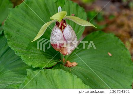 A flower of the Japanese jasmine blooming in the center of a large leaf A flower of the Japanese jasmine blooming in the center of a large leaf 136754561