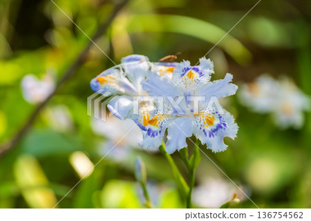 Beautiful Iris iris flowers blooming in the sunlight filtering through the trees 136754562