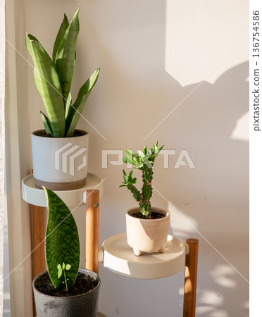 Modern Indoor Plant Display with Snake Plant and Succulent on Wooden Stand Modern Indoor Plant Display with Snake Plant and Succulent on Wooden Stand 136754586