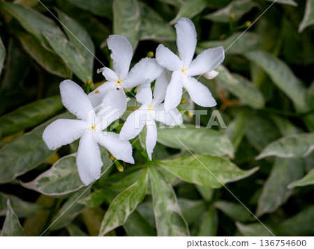 White Jasmine Flowers Blooming on Green Leaves Bush Fragrant Tropical Garden Plant 136754600