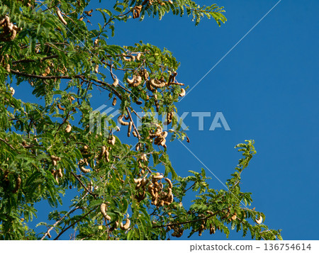 Tamarind Tree with Dense Green Foliage and Brown Seed Pods Against Blue Sky 136754614