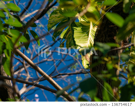 Variegated Golden Pothos or Devil's Ivy Leaves Viewed Through Tree Branches Variegated Golden Pothos or Devil's Ivy Leaves Viewed Through Tree Branches 136754617