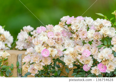 花園裡，粉白相間的迷你玫瑰沿著磚牆盛開。 136754628