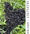 Cluster of caterpillars on green grass. Swarm of caterpillars on green grass. 136754785