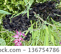 Cluster of caterpillars on green grass. Swarm of caterpillars on green grass. 136754786