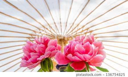 一束束碩大的粉紅牡丹花在傳統的日式傘下盛開。 136754825