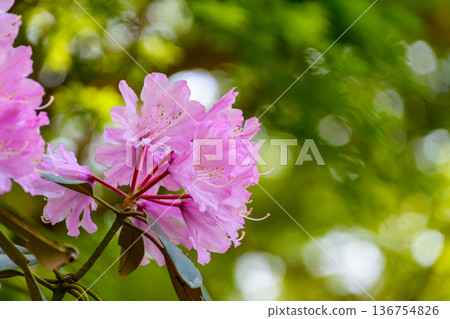 粉紅色的杜鵑花在陽光和穿過樹梢的光線中搖曳生姿。 粉紅色的杜鵑花在陽光和穿過樹梢的光線中搖曳生姿。 136754826